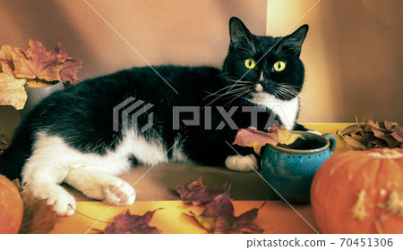Black and white cat is lying on brown-orange autumn backdrop with dry leaves and pumpkins and looking at camera. Halloween, thanksgiving cozy home image with lovely pet. Toned image. Selective focus. Black and white cat is lying on brown-orange autumn backdrop with dry leaves and pumpkins and looking at camera. Halloween, thanksgiving cozy home image with lovely pet. Toned image. Selective focus. 70451306