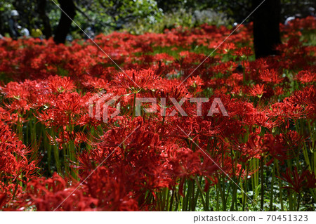 Red and white cluster amaryllis 70451323