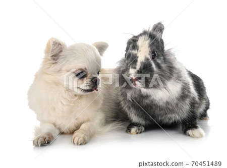 Lionhead rabbit and chihuahua Lionhead rabbit and chihuahua 70451489
