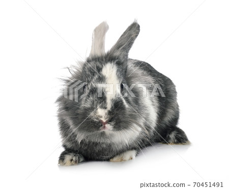 Lionhead rabbit in studio Lionhead rabbit in studio 70451491