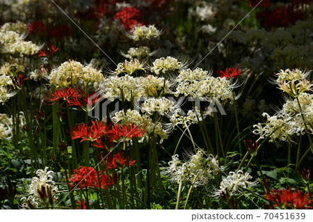 Red and white cluster amaryllis Red and white cluster amaryllis 70451639