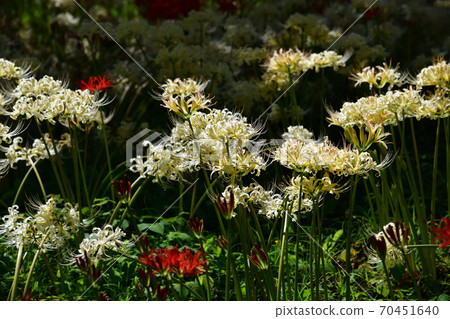 Red and white cluster amaryllis Red and white cluster amaryllis 70451640