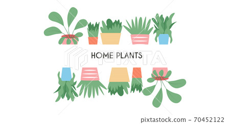 Colorful cute house plants in pots vector flat cartoon card design isolated on white background. 70452122
