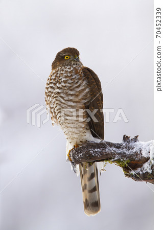 Majestic eurasian sparrowhawk sitting on branch in winter. 70452339