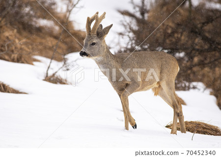 Roe deer walking on meadow the during snowing. Roe deer walking on meadow the during snowing. 70452340