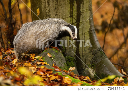 European badger standing on rock in autumn nature. European badger standing on rock in autumn nature. 70452341