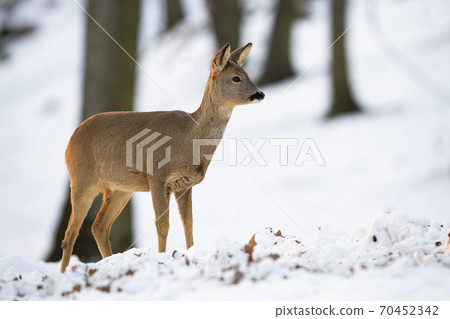 Roe deer doe standing in forest in wintertime nature. Roe deer doe standing in forest in wintertime nature. 70452342