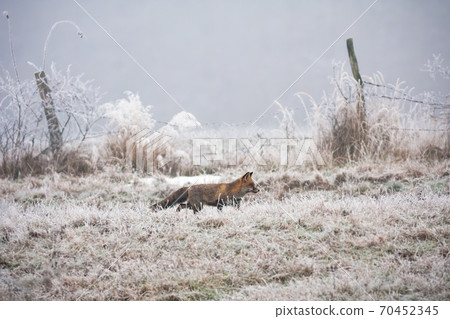 Red fox walking on meadow in wintertime nature. Red fox walking on meadow in wintertime nature. 70452345