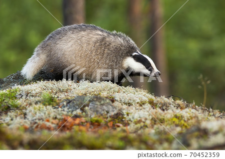 European badger walking on moss in summer forest. European badger walking on moss in summer forest. 70452359
