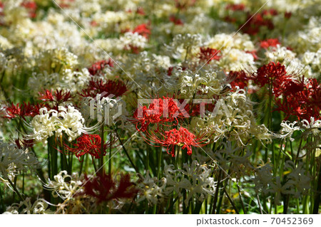 Red and white cluster amaryllis 70452369