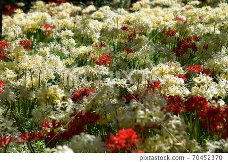 Red and white cluster amaryllis 70452370