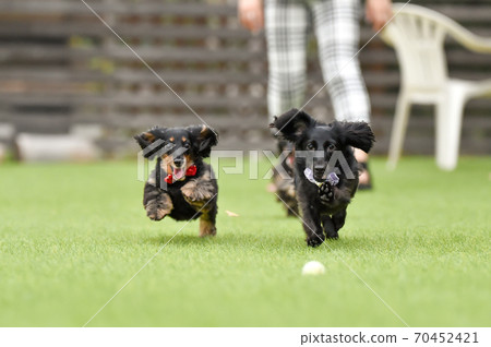 Miniature dachshund playing in a dog run 70452421