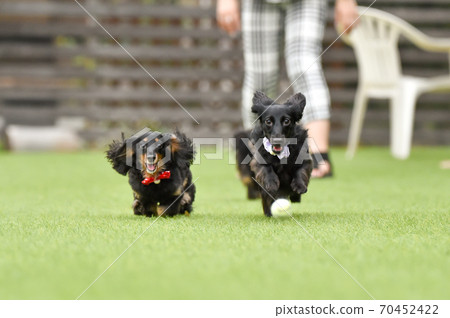Miniature dachshund playing in a dog run 70452422