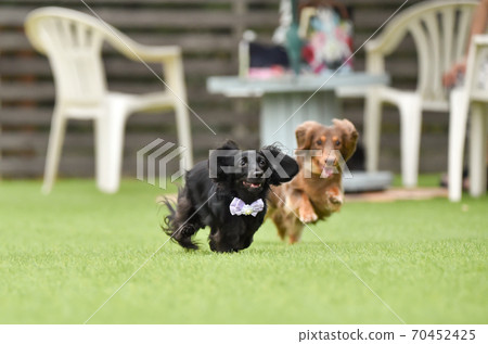 Miniature dachshund playing in a dog run 70452425