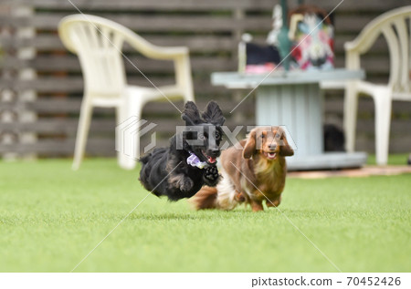 Miniature dachshund playing in a dog run 70452426