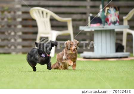 Miniature dachshund playing in a dog run 70452428