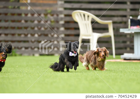Miniature dachshund playing in a dog run 70452429