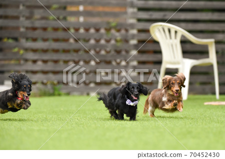 Miniature dachshund playing in a dog run 70452430