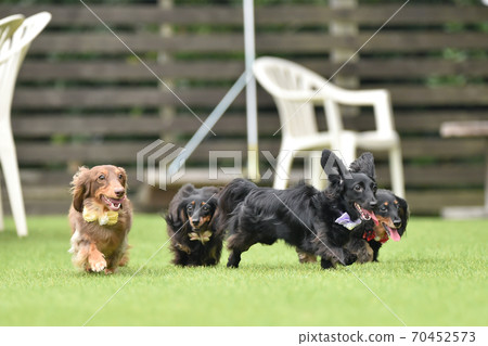 Miniature dachshund playing in a dog run 70452573