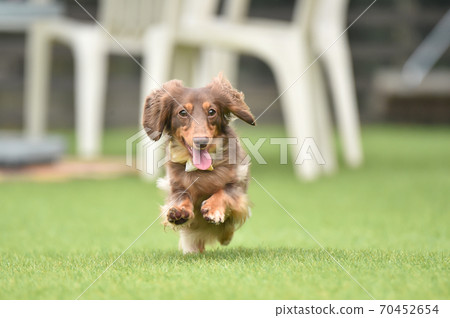 Miniature dachshund playing in a dog run 70452654