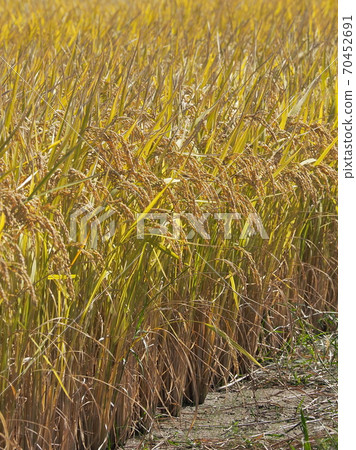 Agricultural image (rice farming) 70452691
