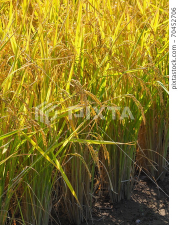Agricultural image (rice farming) Agricultural image (rice farming) 70452706