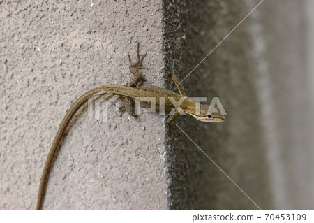 Kana snake on a concrete wall Kana snake on a concrete wall 70453109