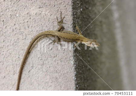 Kana snake on a concrete wall Kana snake on a concrete wall 70453111