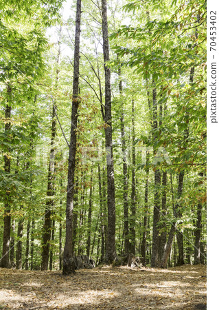 view of in an old green forest of chestnut trees in summer view of in an old green forest of chestnut trees in summer 70453402