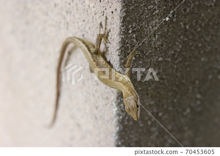 Kana snake on a concrete wall Kana snake on a concrete wall 70453605