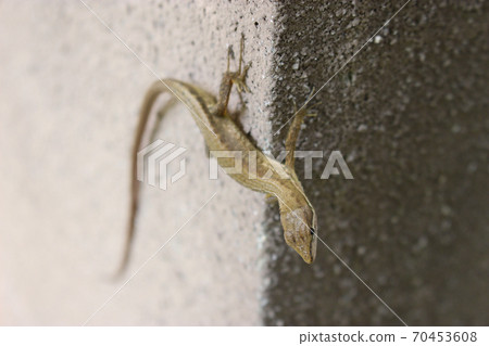 Kana snake on a concrete wall Kana snake on a concrete wall 70453608
