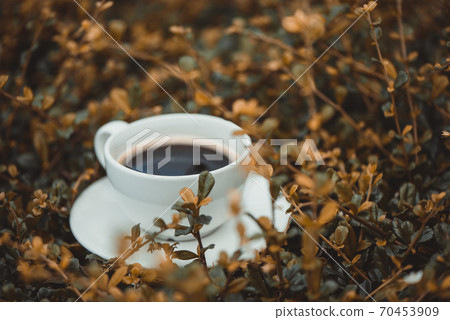 White cup of hot coffee on the dry plant brown nature background. shallow focus. White cup of hot coffee on the dry plant brown nature background. shallow focus. 70453909