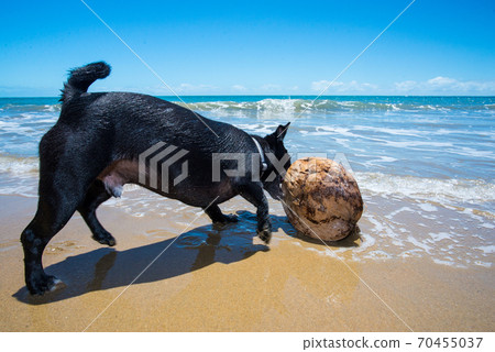 Dog playing with palm nuts Dog playing with palm nuts 70455037