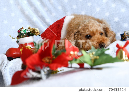 Toy poodle's Christmas 70455224