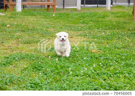 A puppy playing happily in a dog park 70456005
