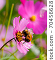 Cosmos 70456628