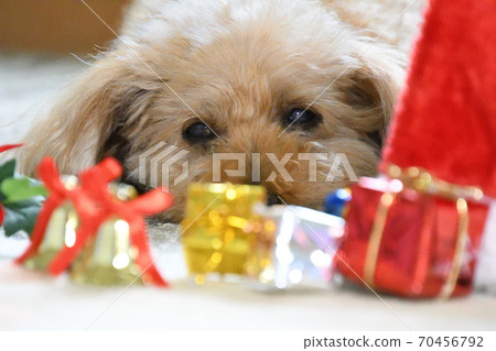 Toy poodle's Christmas Toy poodle's Christmas 70456792