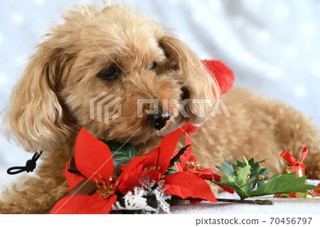 Toy poodle's Christmas 70456797