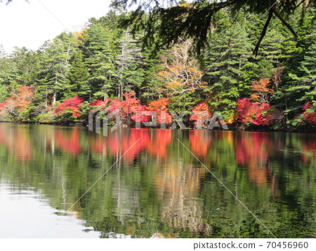 白色葉子池塘和秋葉 70456960