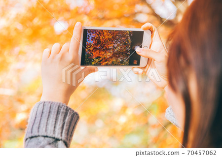 Female hand photographing autumn leaves with a smartphone Female hand photographing autumn leaves with a smartphone 70457062