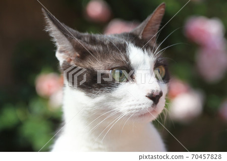 Black and white cat with beautiful background 70457828