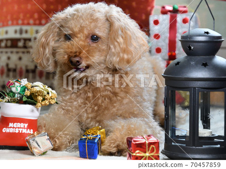 玩具貴賓犬的聖誕節 玩具貴賓犬的聖誕節 70457859