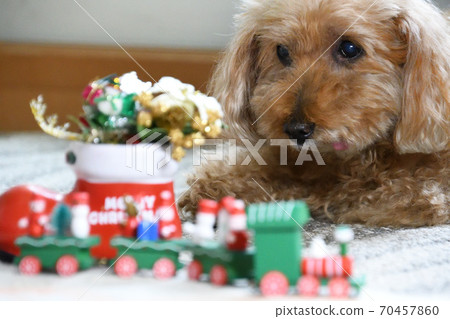 玩具貴賓犬的聖誕節 玩具貴賓犬的聖誕節 70457860