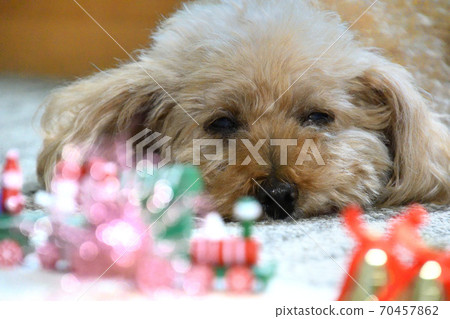 Toy poodle's Christmas Toy poodle's Christmas 70457862