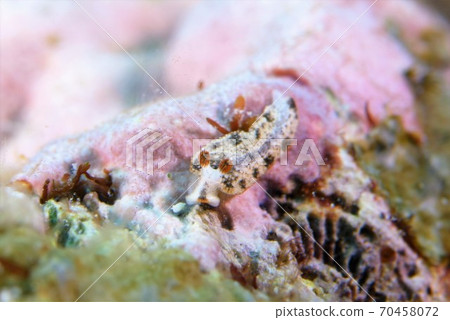 Moustached guerum, part 1 Moustached guerum, part 1 70458072