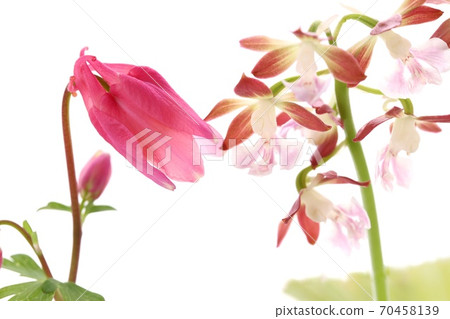 Miyama columbine and calanthe discolor orchid white background wild grass Miyama columbine and calanthe discolor orchid white background wild grass 70458139