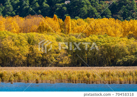 Autumn colors with different layers of trees Autumn colors with different layers of trees 70458318