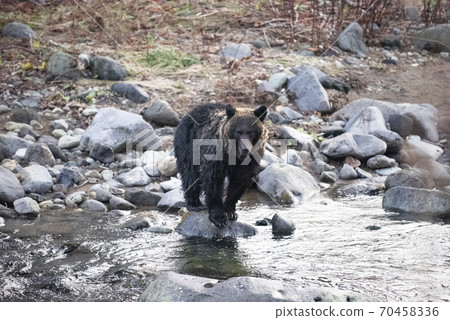 Brown bear on the stone 70458336