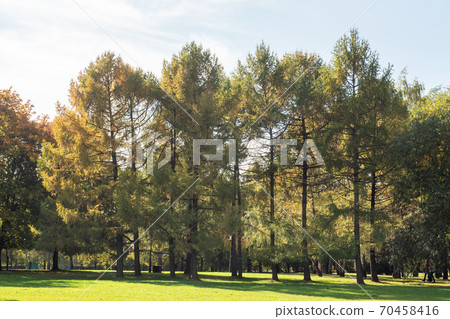 Autumn in the city Park, trees in yellow foliage Autumn in the city Park, trees in yellow foliage 70458416