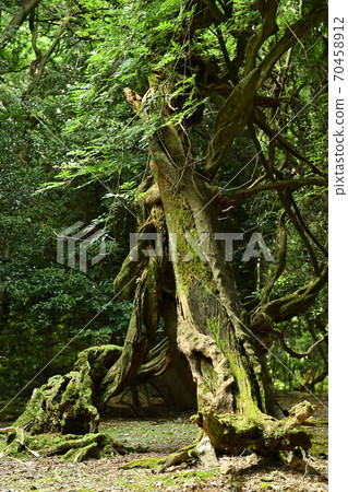 Mysterious tree 1 Mysterious tree 1 70458912